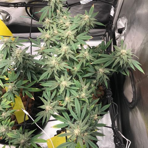 Amnesia Haze growlog timeline photo