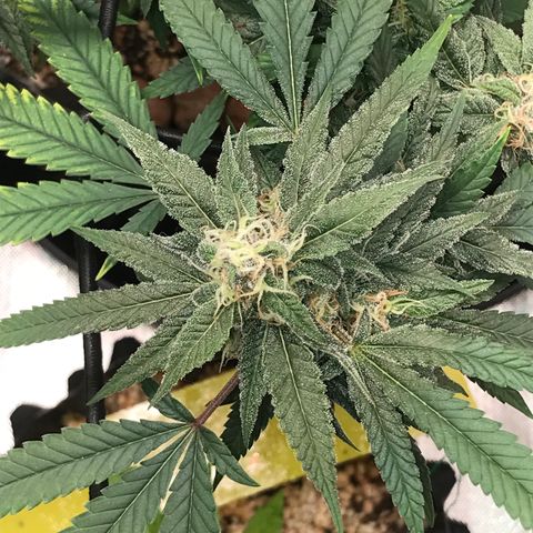 Amnesia Haze growlog timeline photo
