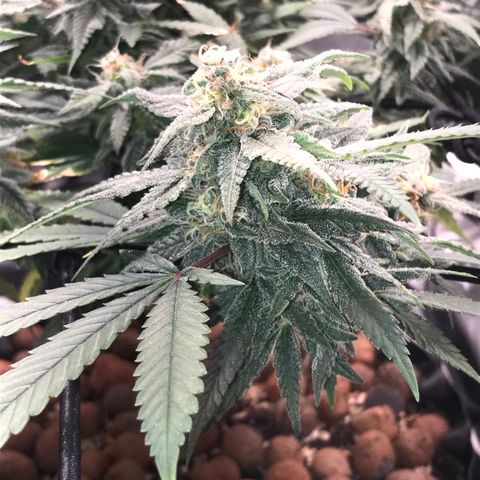 Amnesia Haze growlog timeline photo