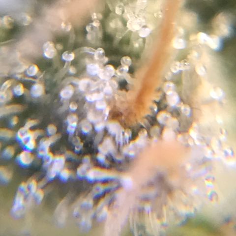 Cheese growlog timeline photo