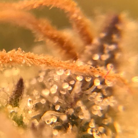 Cheese growlog timeline photo