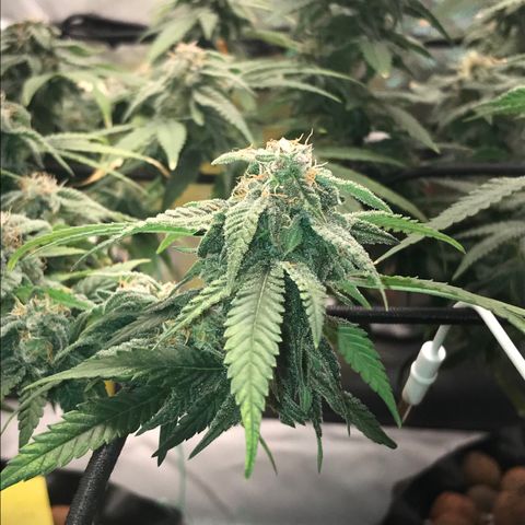 Cheese growlog timeline photo