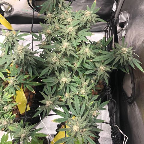 Amnesia Haze growlog timeline photo