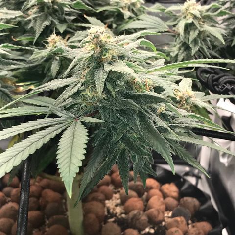 Amnesia Haze growlog timeline photo