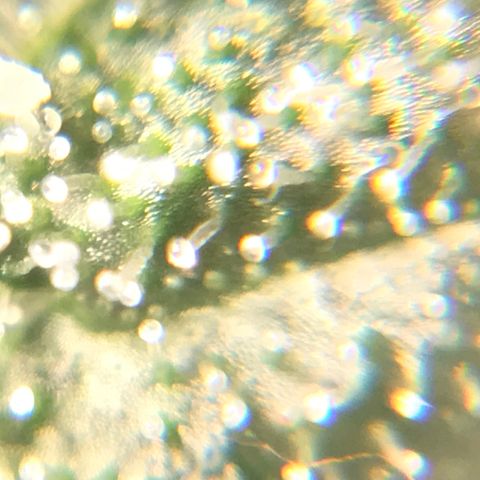 Amnesia Haze growlog timeline photo