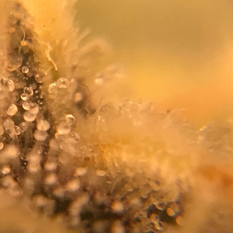 Amnesia Haze growlog timeline photo