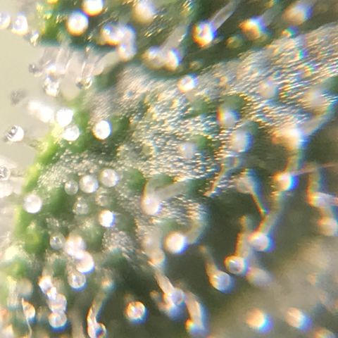 Amnesia Haze growlog timeline photo