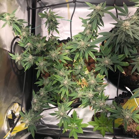 Cheese growlog timeline photo