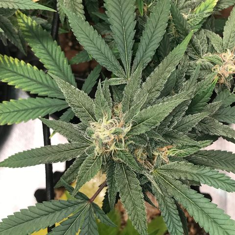 Amnesia Haze growlog timeline photo