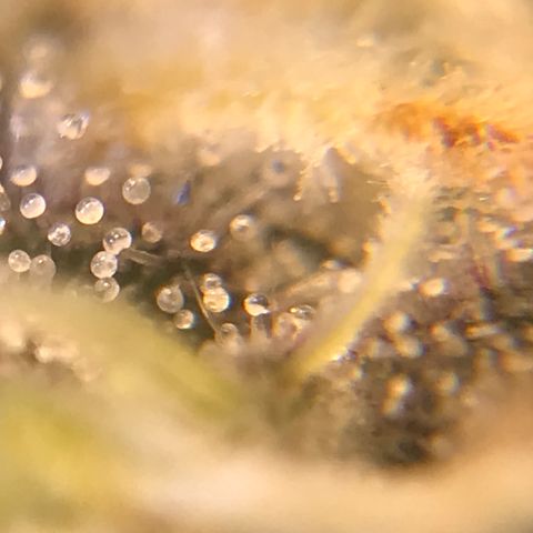 Amnesia Haze growlog timeline photo
