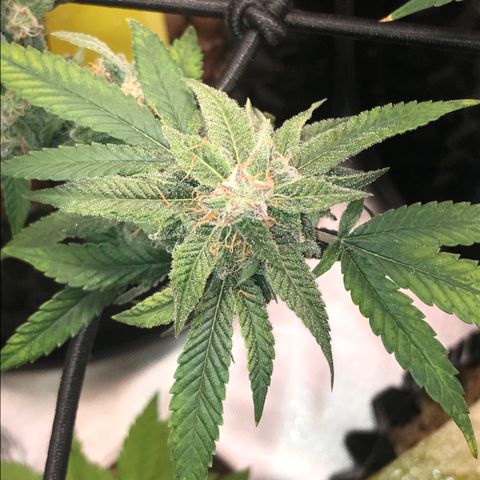 Cheese growlog timeline photo