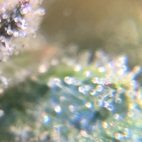 Cheese growlog timeline photo