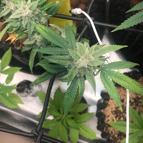 Cheese growlog timeline photo