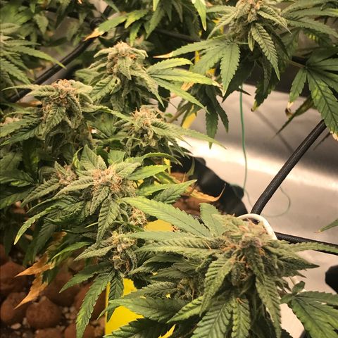 Cheese growlog timeline photo