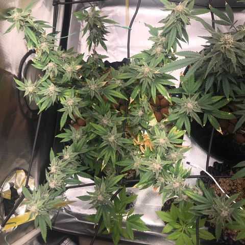 Cheese growlog timeline photo