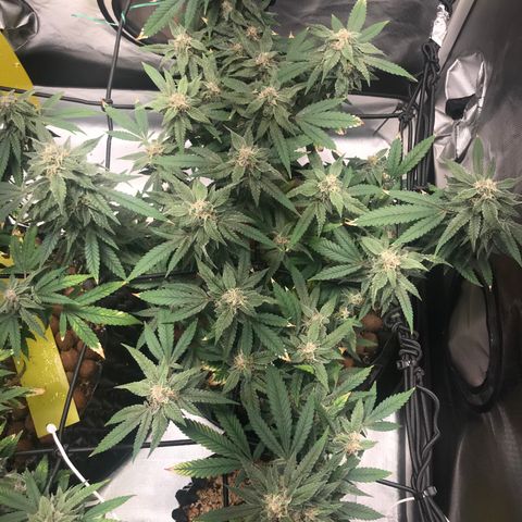 Amnesia Haze growlog timeline photo