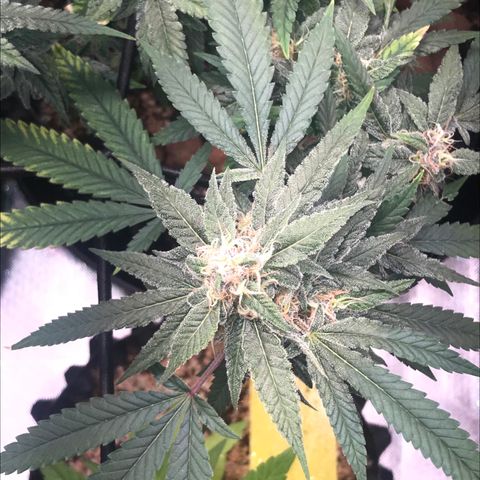Amnesia Haze growlog timeline photo