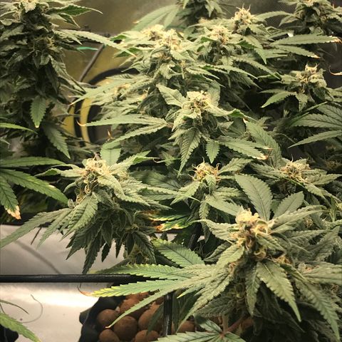 Amnesia Haze growlog timeline photo
