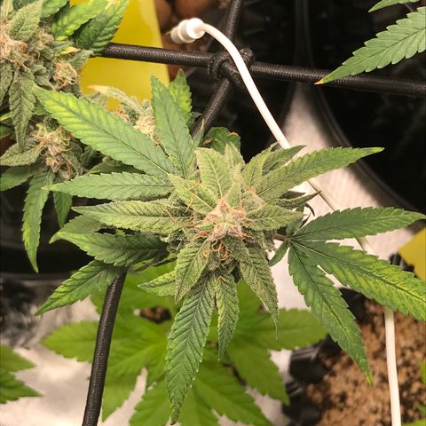 Cheese growlog timeline photo
