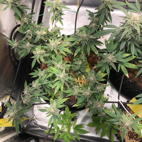 Cheese growlog timeline photo