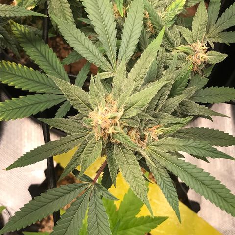 Amnesia Haze growlog timeline photo