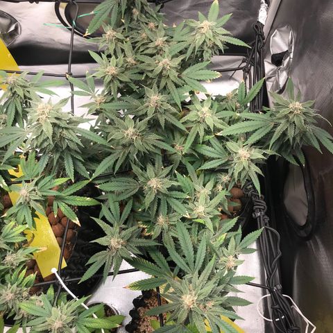 Amnesia Haze growlog timeline photo