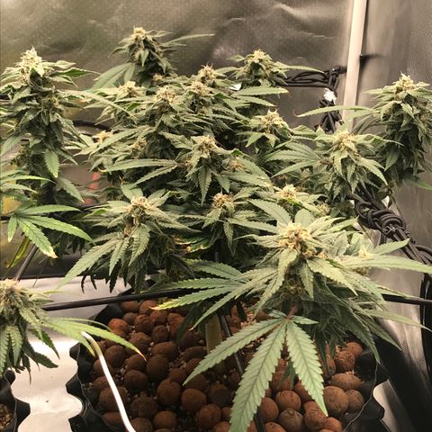 Amnesia Haze growlog timeline photo