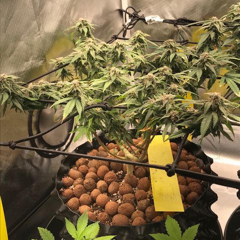 Cheese growlog timeline photo