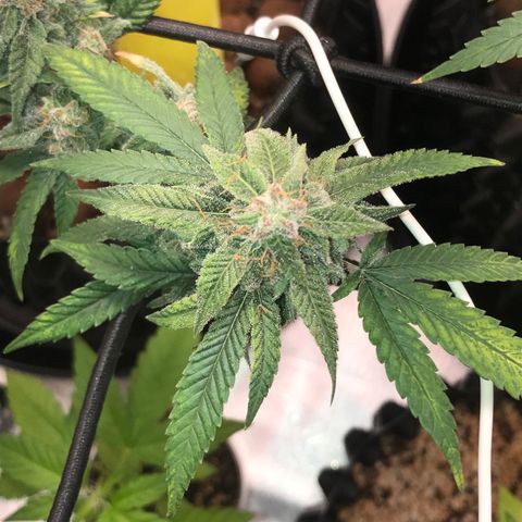 Cheese growlog timeline photo