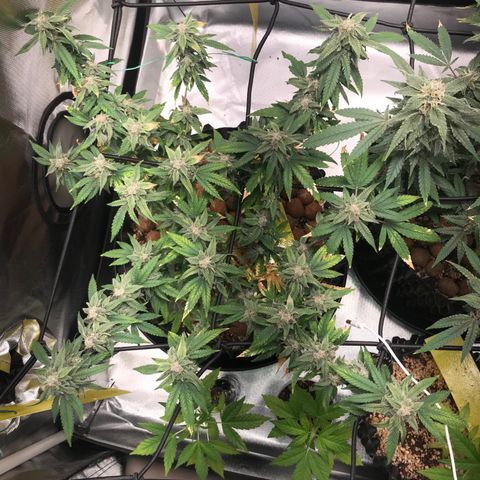 Cheese growlog timeline photo