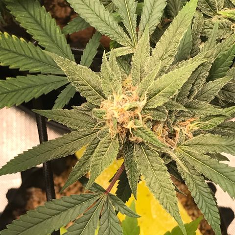 Amnesia Haze growlog timeline photo