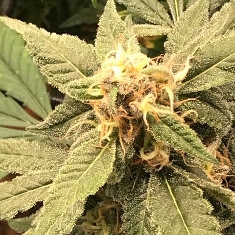 Amnesia Haze growlog timeline photo