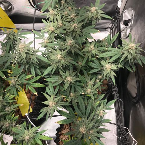 Amnesia Haze growlog timeline photo