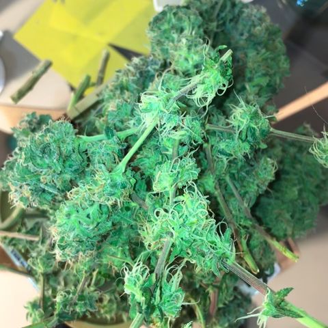 Amnesia Haze growlog timeline photo