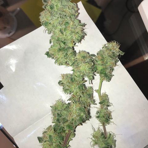 Amnesia Haze growlog timeline photo