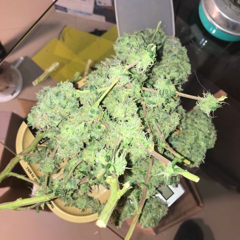 Amnesia Haze growlog timeline photo