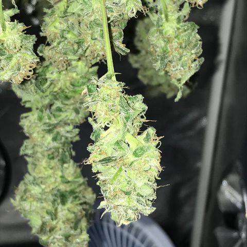 Amnesia Haze growlog timeline photo
