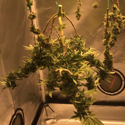 Cheese growlog timeline photo