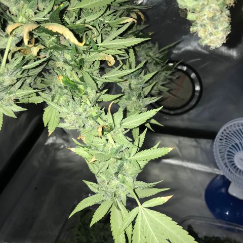 Cheese growlog timeline photo