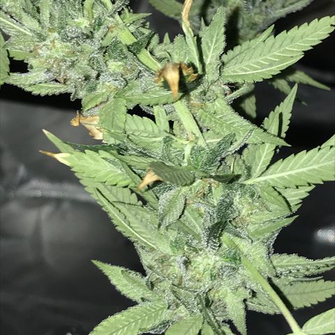 Cheese growlog timeline photo
