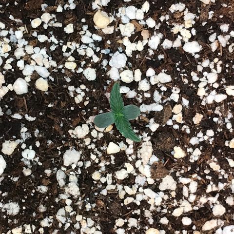 Girl Scout Cookies Auto growlog timeline photo