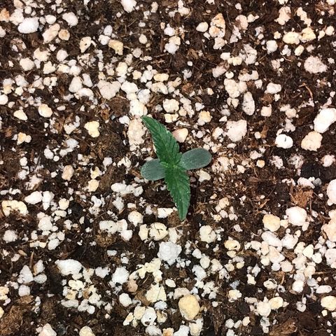 Girl Scout Cookies Auto growlog timeline photo