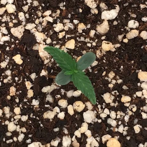 Girl Scout Cookies Auto growlog timeline photo