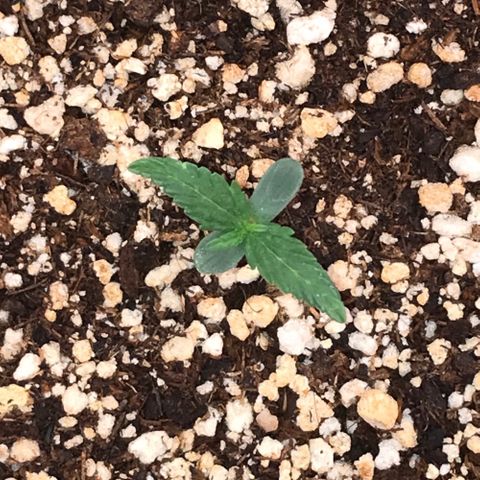 Girl Scout Cookies Auto growlog timeline photo