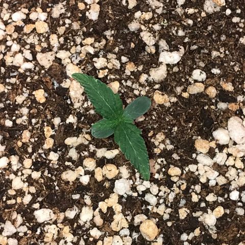 Girl Scout Cookies Auto growlog timeline photo
