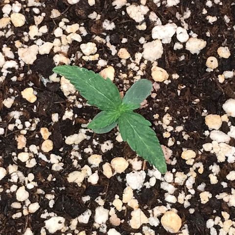 Girl Scout Cookies Auto growlog timeline photo