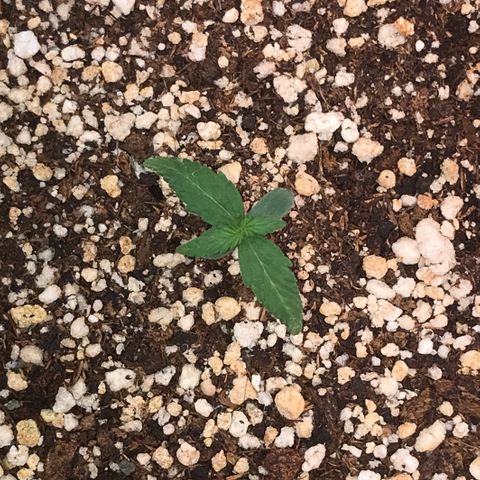 Girl Scout Cookies Auto growlog timeline photo