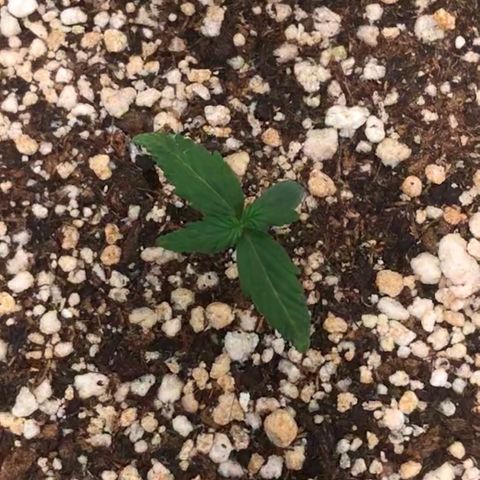 Girl Scout Cookies Auto growlog timeline photo