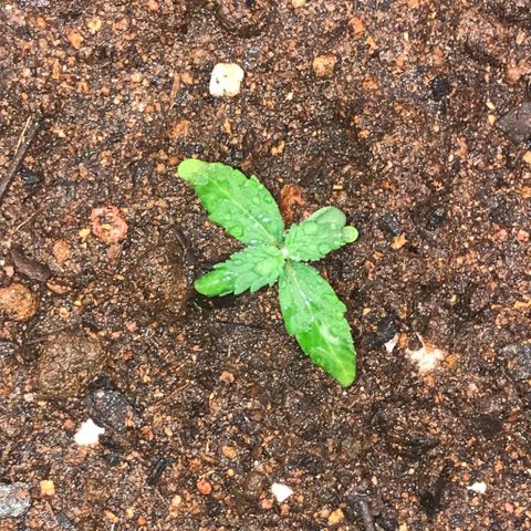Girl Scout Cookies Auto growlog timeline photo