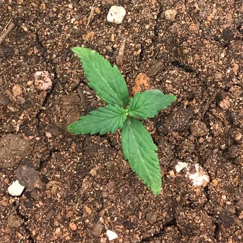 Girl Scout Cookies Auto growlog timeline photo